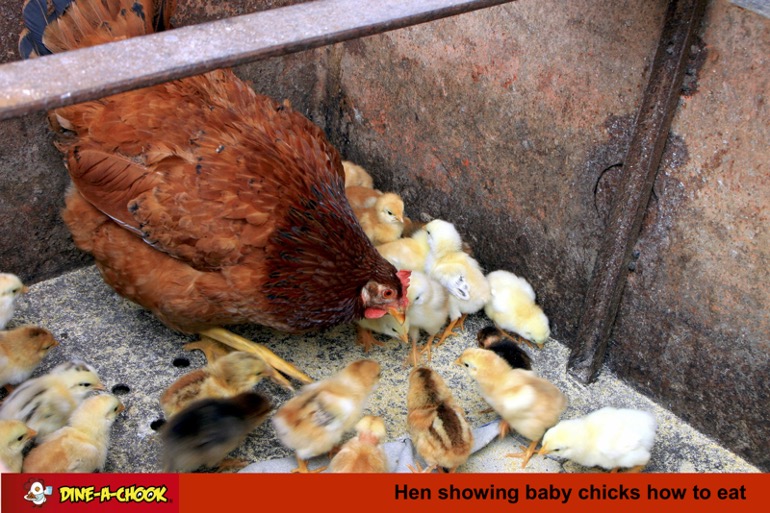 What Do Baby Chicks Eat Complete Guide To Feeding Baby Chickens Dine 