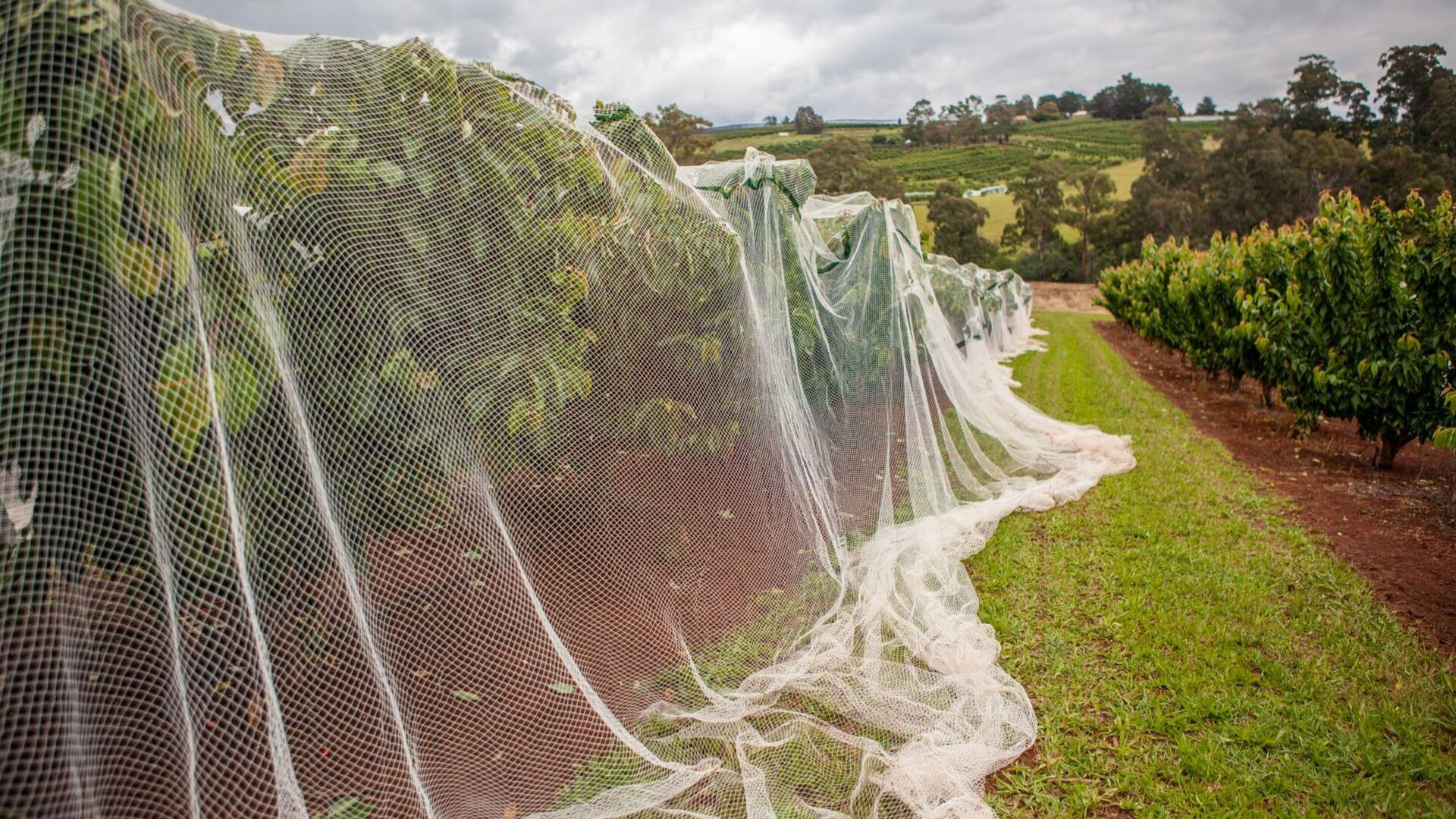 Netting your Fruit Trees - Dine a Chook
